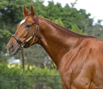 Animal Kingdom’s Southern Hemisphere stud fee set at $40,500 | Daily