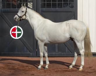 Sires of the 2016 Kentucky Derby: Tapit | Daily Racing Form