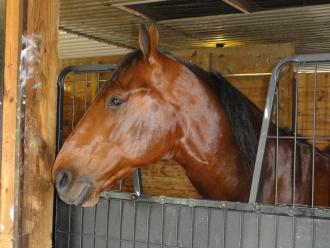 Harness Racing: Captaintreacherous wins 2013 debut in Sire Stakes at Pocono