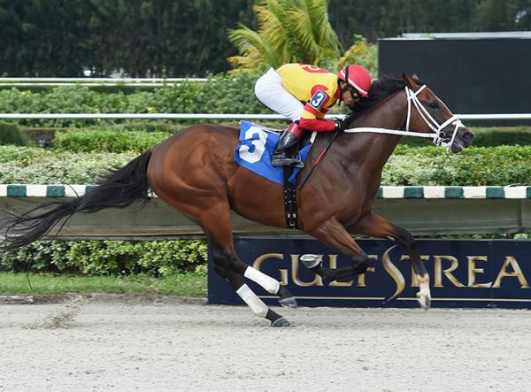 Gulfstream Park West 2019  Live Horse Racing Track News  DRF