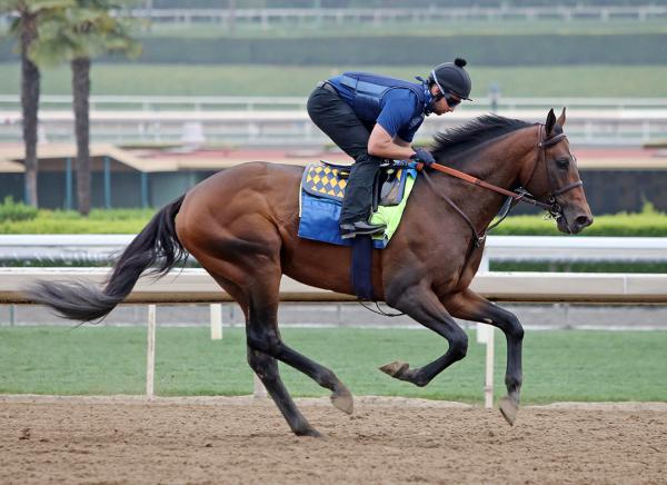 Country Grammer will run in Saudi Cup, Baffert says - Bradley Thoroughbreds