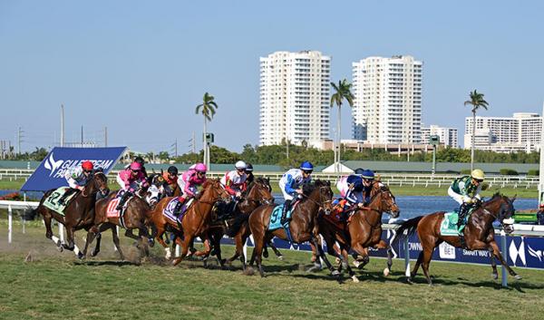 Turf racing at Gulfstream Park