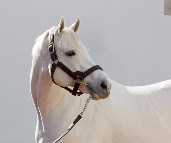 Tapit Continues To Sire Quality, Topping Beyer Sire Standings