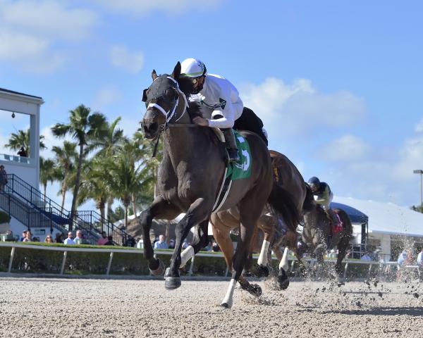 fearless ends eight month layoff with gulfstream park mile triumph