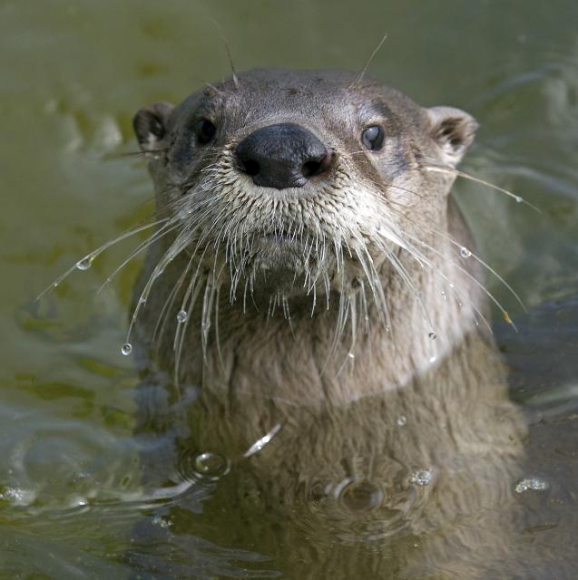 Oliver the river otter | Animal Planet: Kentucky farm mixes horses and ...