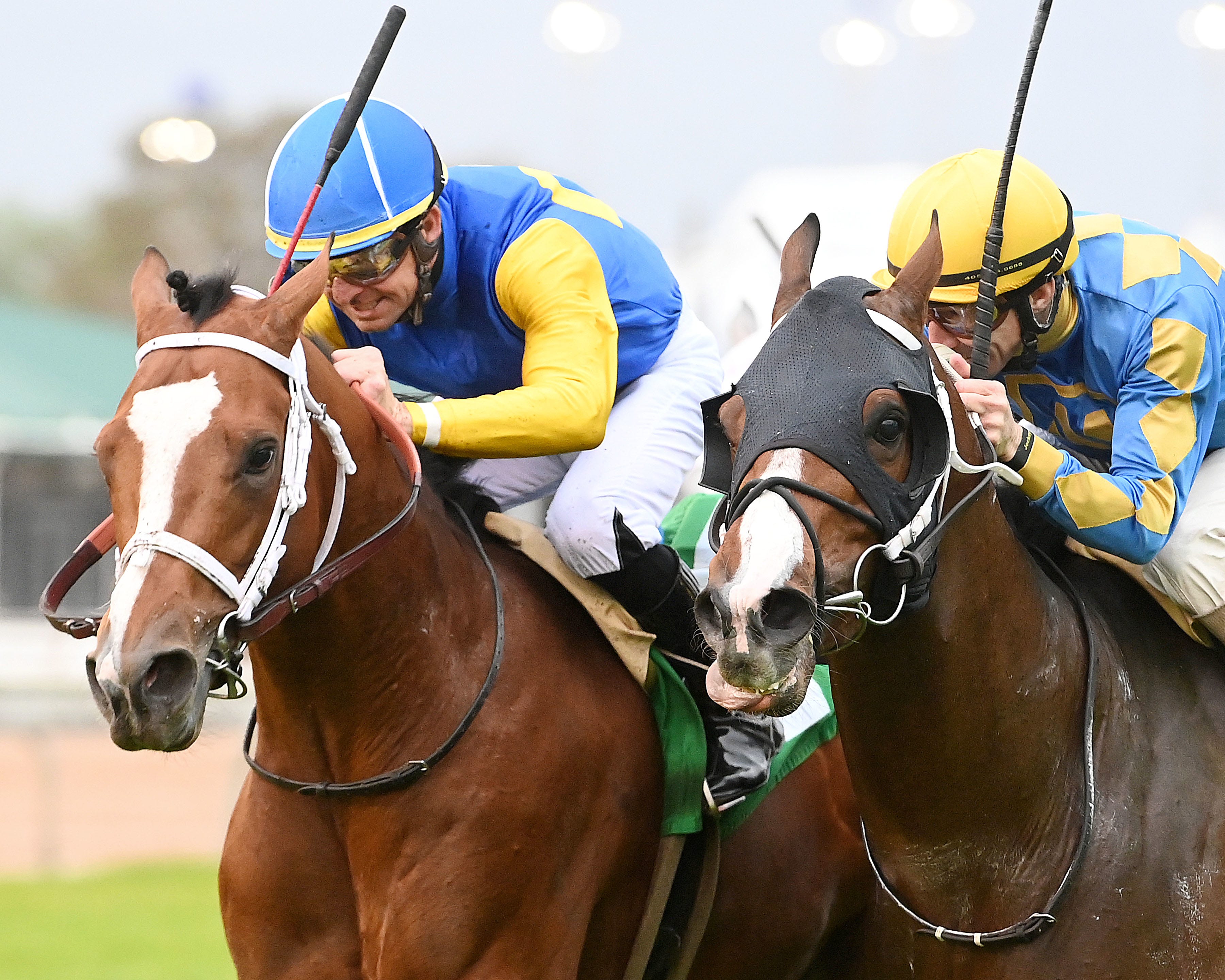 Asmussen will test Private Creed for dirt, Kentucky Derby potential