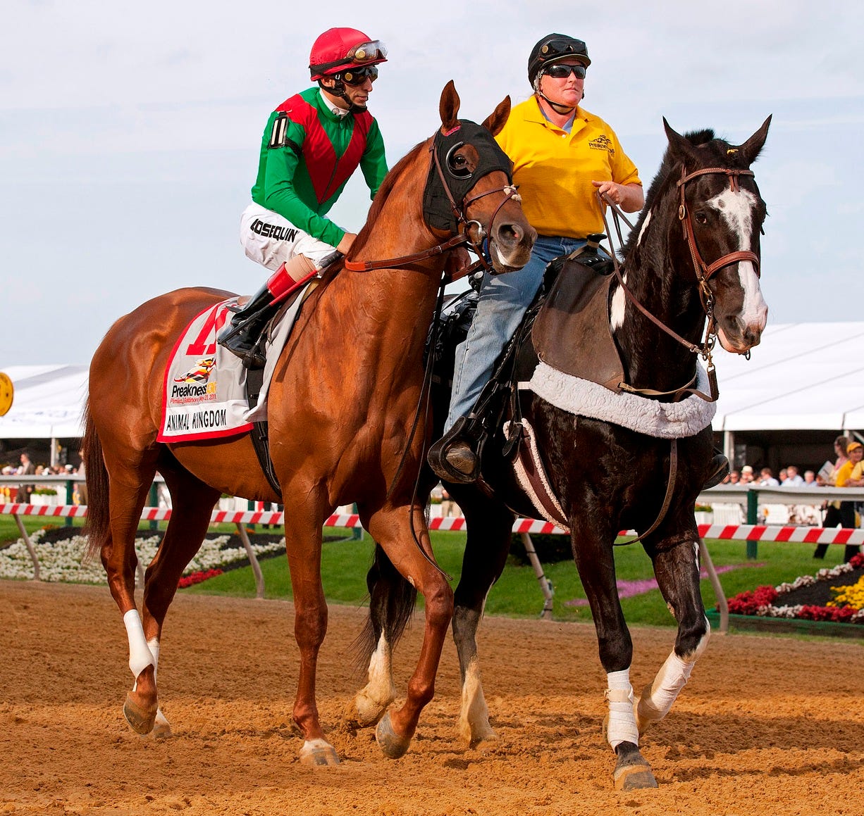 Preakness Stakes winner Shackleford ends Animal Kingdom's bid for