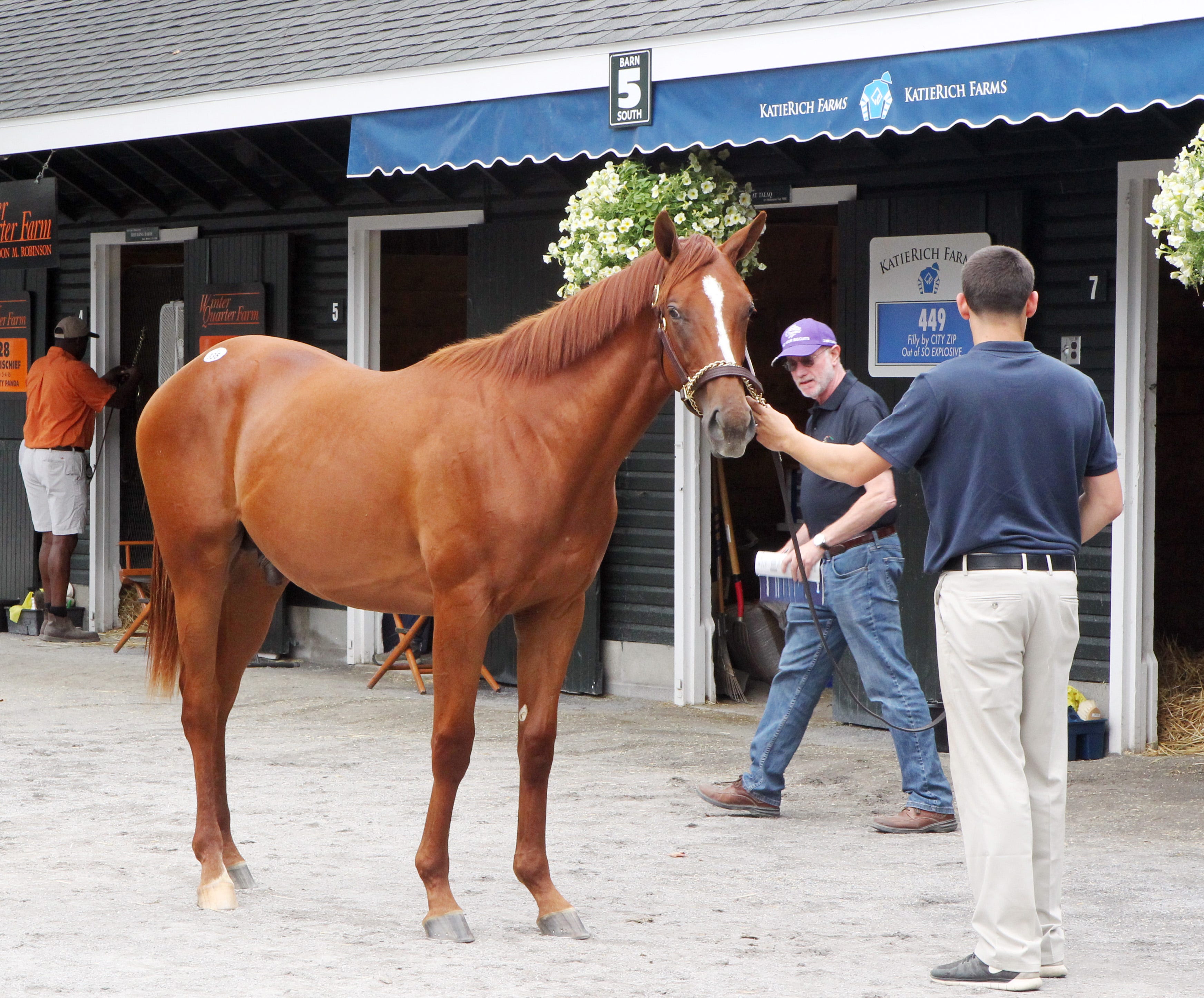 Lisa's Booby Trap's first foal sells for $135,000