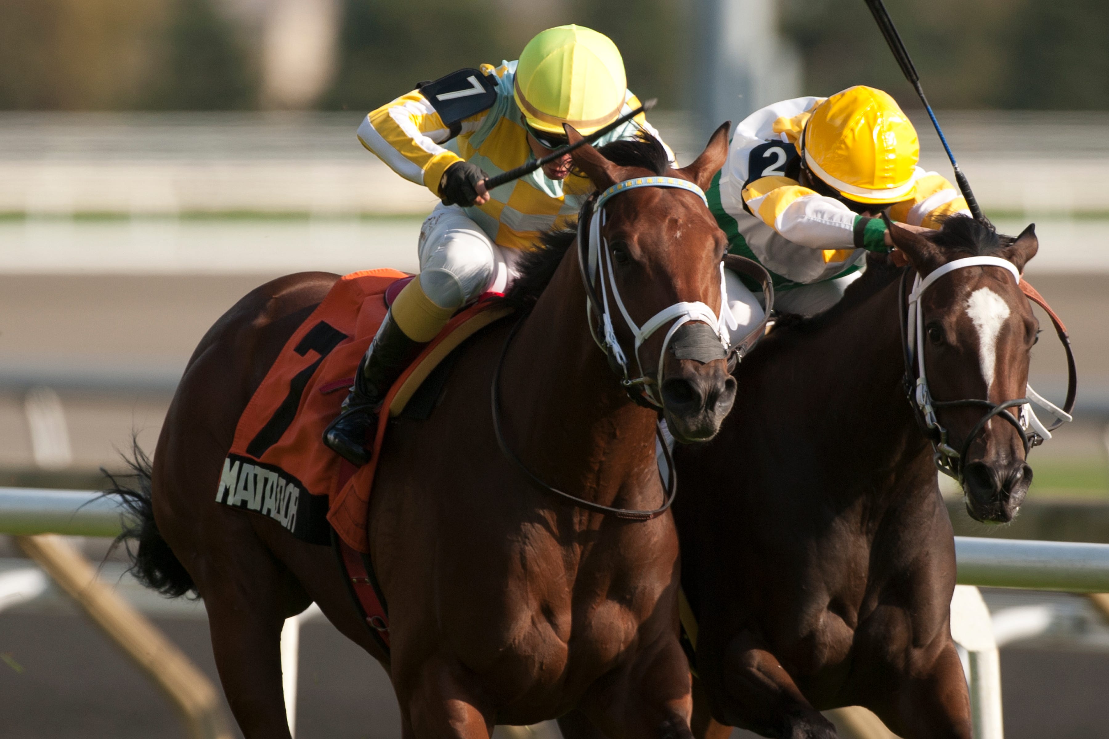 Tampa Bay Downs Matador training well ahead of Sam F. Davis Stakes