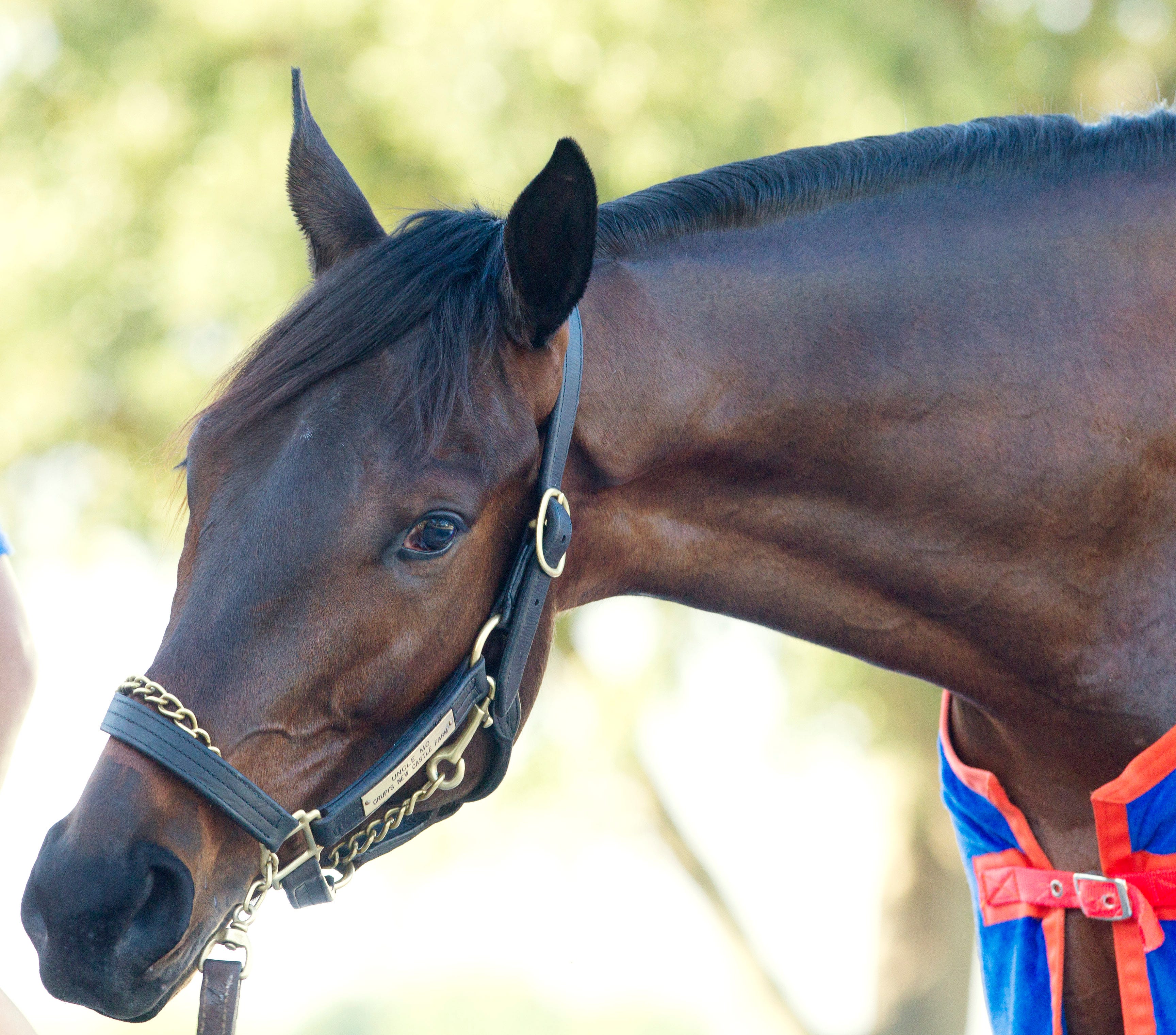 Kentucky Derby contenders Uncle Mo, Stay Thirsty, and Soldat work in ...