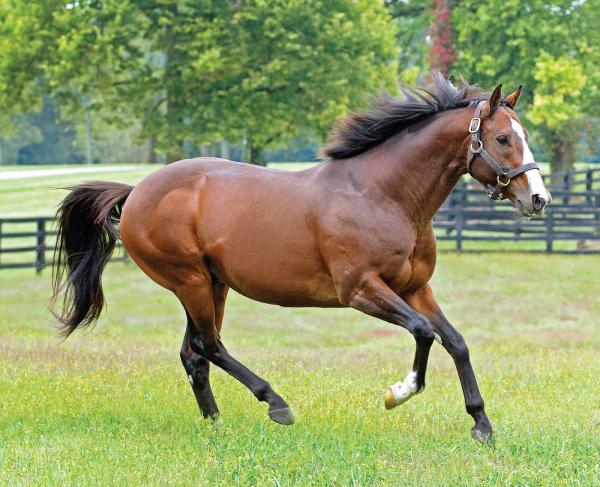 Into Mischief repeats as leading sire with record-setting season