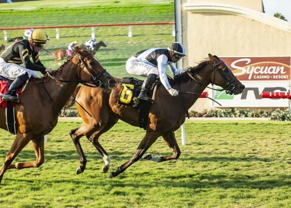 R Adios Jersey and Shivaree Score Florida Stallion Stakes - Past