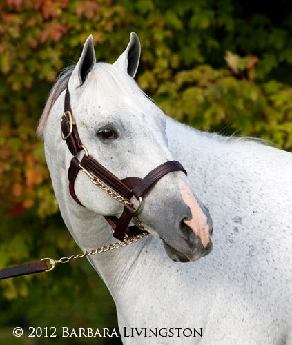 Unbridled's Song - a photo album | Daily Racing Form