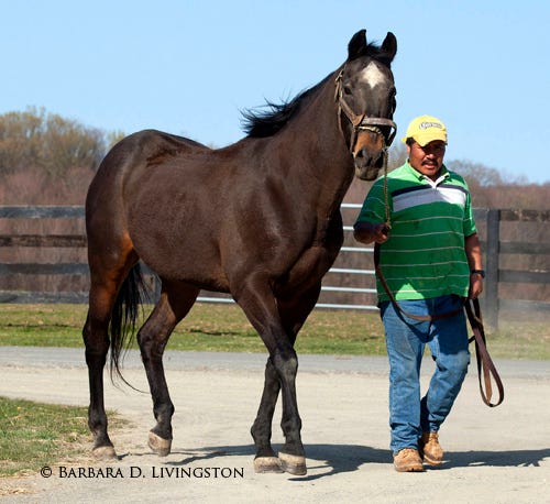 Barbara Livingston | Daily Racing Form