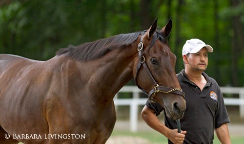 Brown's Beauties | Daily Racing Form