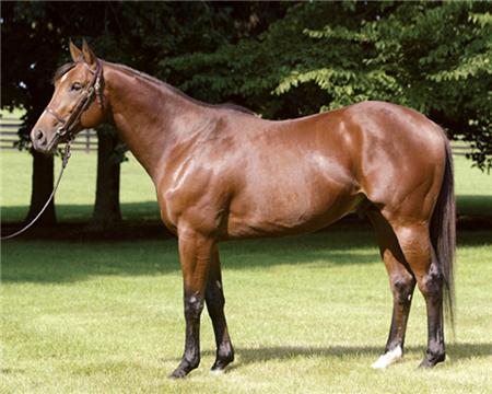 DRF Breeding Hot Sire: Afleet Alex